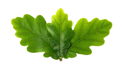 Three vibrant, green oak leaves with textured surfaces against a stark black background