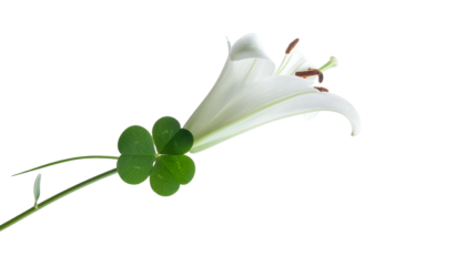 A white lily and a four-leaf clover are juxtaposed against a black background