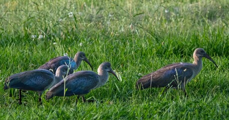 South African birds - four hadada ibises foraging in rank green grass early in the morning