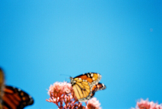 Film Photo of Monarch Butterfly on Flower