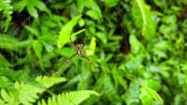 Colorful orbweaver spider rests at center of web against lush green tropical forest background foliage