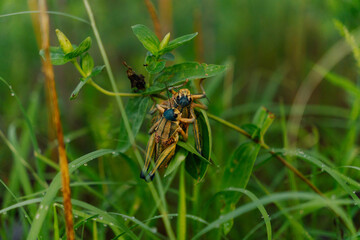 Two Grasshoppers Mating on Leaf