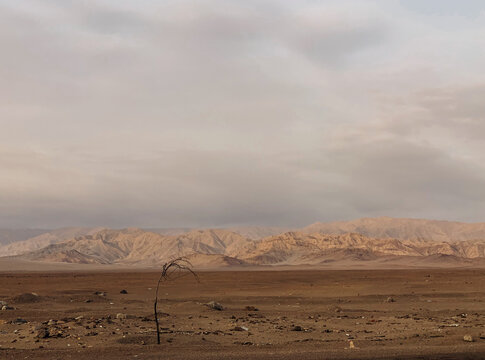 Barren Landscape With a Solitary Tree and Distant Mountains