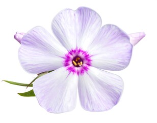 Obraz premium A delicate close-up reveals a single, five-petaled flower with a vibrant purple center, soft lavender streaks, and subtle green leaves