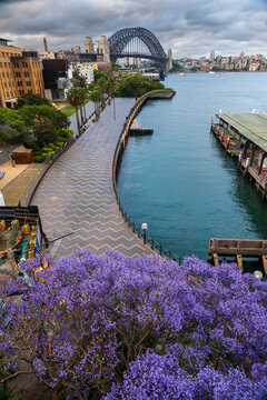 Jacaranda colour and the circular quay walkway from above