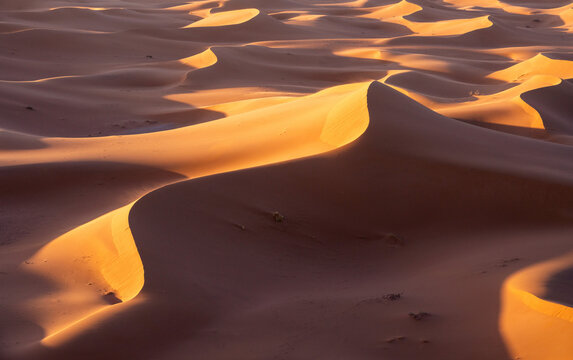 Golden Dunes of Erg Chebbi
