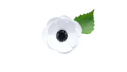 A crisp, white flower with a dark center and green leaf, isolated on black