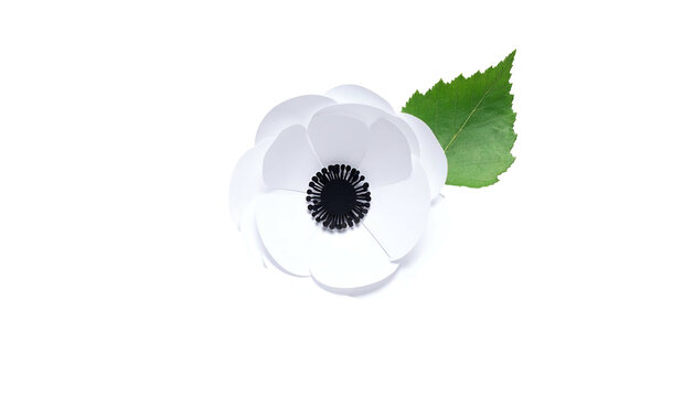 A crisp, white flower with a dark center and green leaf, isolated on black - Powered by Adobe