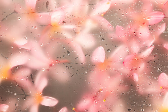 Lovely Pink Blossoms Behind Raindrop-Covered Glass in Springtime
