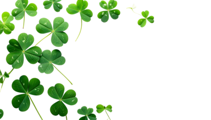 Fresh, green shamrocks cascade along a curved stem, set against a stark black background