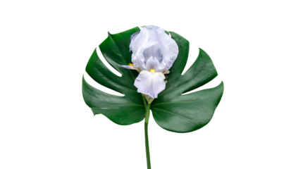 A single, pale iris bloom sits atop a green monstera leaf against a black background