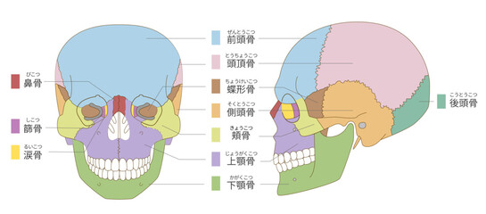 正面と横から見た色分けされた頭蓋骨の解剖学的な構造図（教育、医療用途向け 日本語解説）