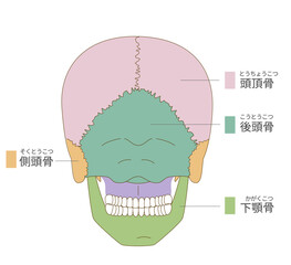 後ろから見た色分けされた頭蓋骨の解剖学的な構造図（教育、医療用途向け 日本語解説）