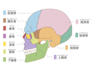 横から見た色分けされた頭蓋骨の解剖学的な構造図（教育、医療用途向け 日本語解説）