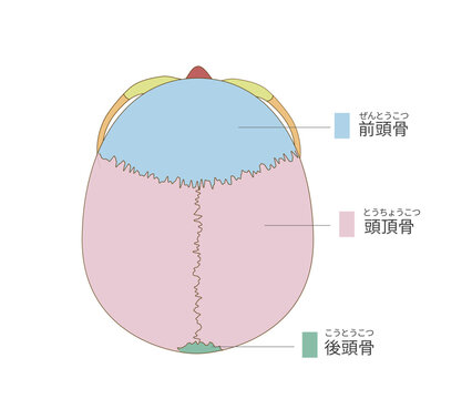 上から見た色分けされた頭蓋骨の解剖学的な構造図（教育、医療用途向け 日本語解説）