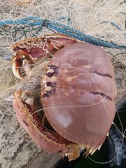 Fresh wild sea crabs trapped in fishing net on wooden boat deck. Traditional coastal fishing concept showing raw seafood catch, marine life, sustainable fishing industry, and local fisherman harvest.