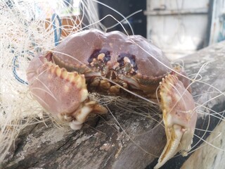 Fresh wild sea crabs trapped in fishing net on wooden boat deck. Traditional coastal fishing concept showing raw seafood catch, marine life, sustainable fishing industry, and local fisherman harvest.