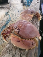 Fresh wild sea crabs trapped in fishing net on wooden boat deck. Traditional coastal fishing concept showing raw seafood catch, marine life, sustainable fishing industry, and local fisherman harvest.