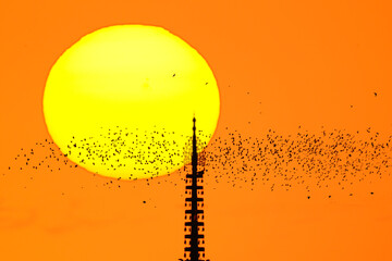 夕日と五重塔　鳥飛翔