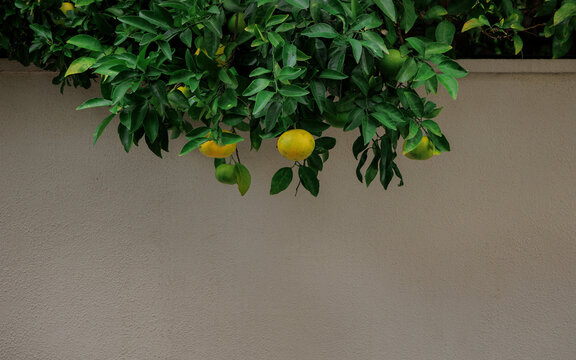 Minimalist Composition of Citrus and Wall.