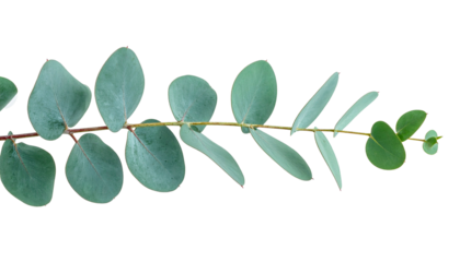 Close-up of eucalyptus branch with round, blue-green leaves on a black background