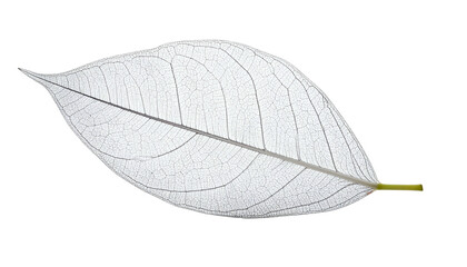 Delicate, translucent leaf skeleton isolated against black background, showcasing intricate veins