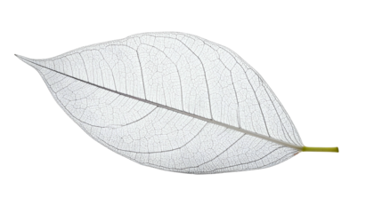 Delicate, translucent leaf skeleton isolated against black background, showcasing intricate veins