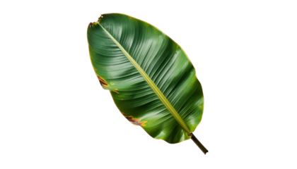 A single, large, glossy green banana leaf with dark veins against a solid black background