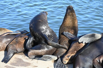 Fototapeta premium Sea lions lounging together on sunny concrete surface