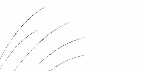Delicate blades of grass softly curving against a stark white background