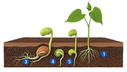 Stages of Bean Seed Germination and Growth