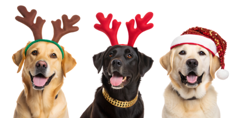 Set collection of Christas cute dogs with antler and Santa Claus hat isolated on a white or transparent background.