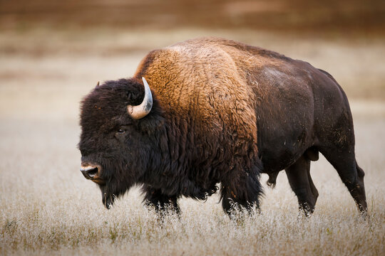 American BIson