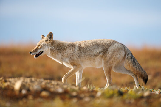 Coyote