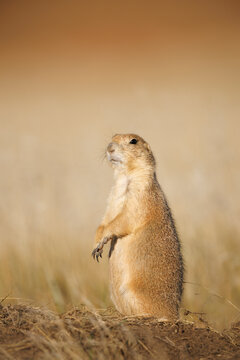 Praire Dog Standing Up