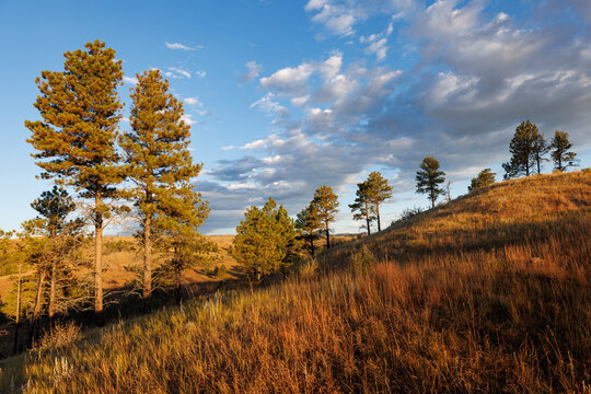 Black Hills Landscape