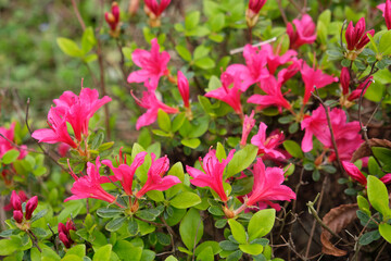 The large pink blooming flower of Japanese Garden Azalea (Rhododendron obtusum)