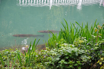 A huge grass carps in upper pond of Southern Cultures park. Sirius. Krasnodar Krai. Russia