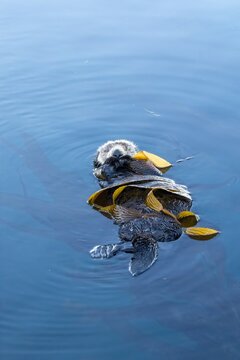 A sea otter napping wrapped in kelp. Sea otters are an important keystone species helping control the sea urchin population which helps the kelp forests thrive.