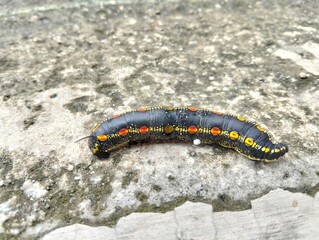 Close up photo of a caterpillar larva destroying plants 