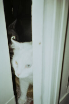 Two Cats Peek Through A Crack in the Doorway