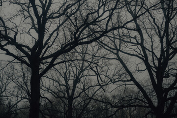 foggy forest with bare twisted trees