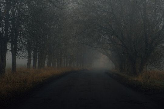 foggy rural road with trees