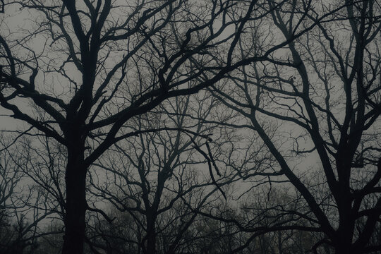 foggy forest with bare twisted trees