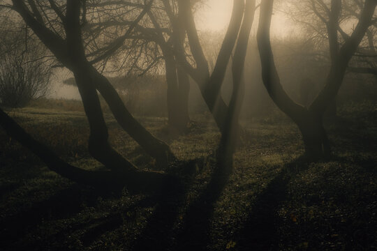 misty forest with sunlight and shadows