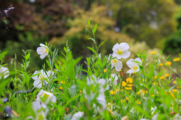 White Evening Primrose Flower Blooming in Nature