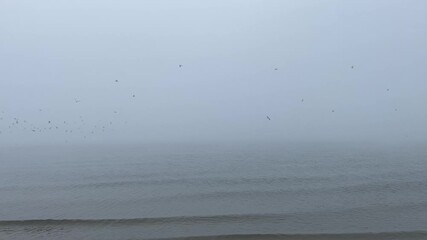 A massive flock of wild seabirds flying mysteriously above the calm, cold, gray ocean surface during heavy fog.