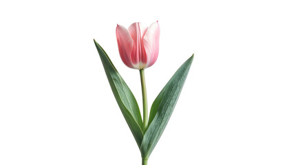 Naklejka premium A single, pink tulip with green leaves and stem, isolated on a stark black background