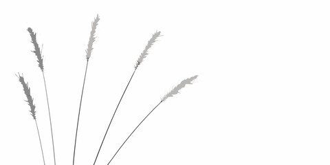 Delicate blades of grass and seed heads against a stark white background