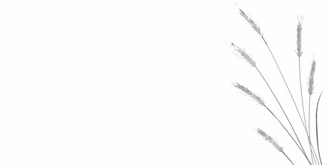 Minimalist composition featuring wheat stalks against a clean white background